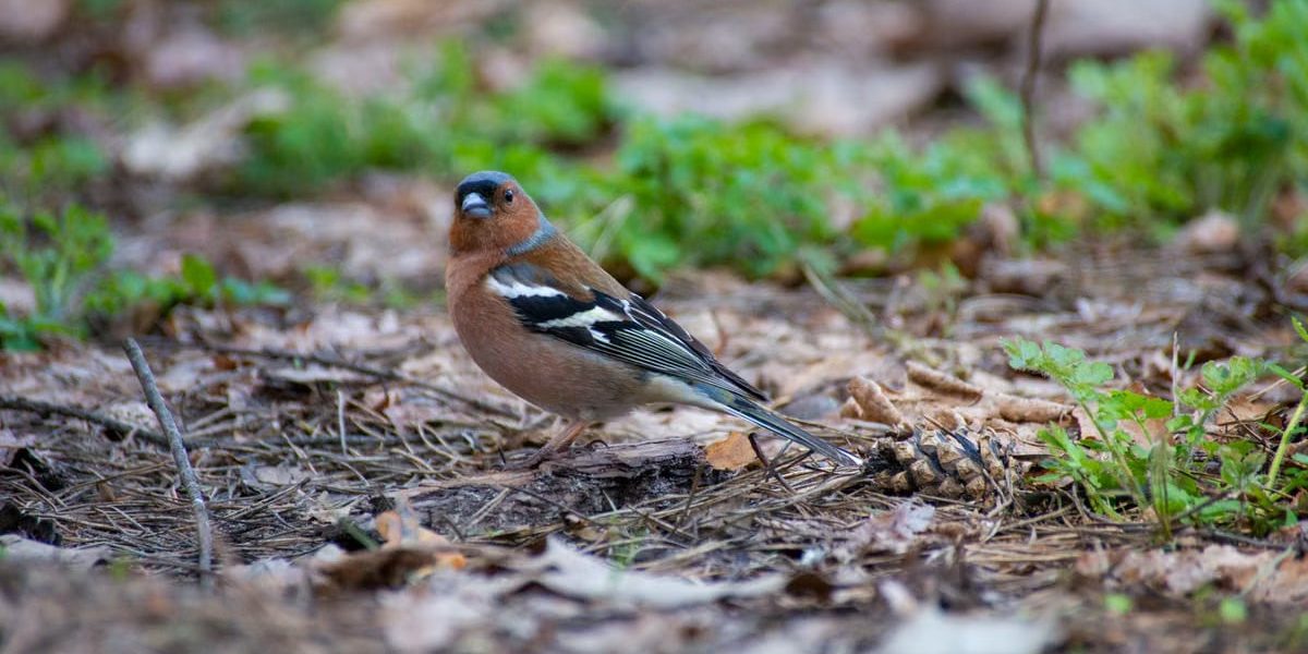 Close-up of a Common Chaffinch (Fringilla coelebs) perched on the forest floor amid foliage.