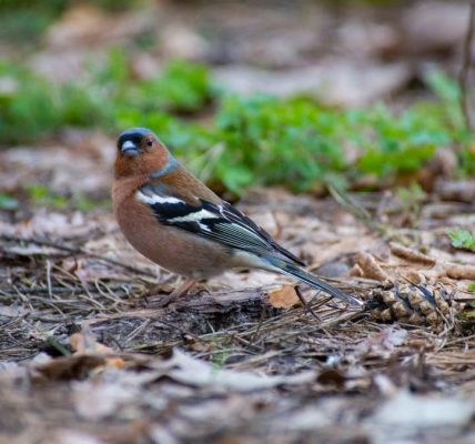 Close-up of a Common Chaffinch (Fringilla coelebs) perched on the forest floor amid foliage.